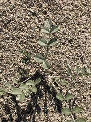 Astragalus lentiginosus borreganus