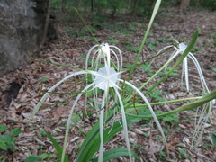 Hymenocallis acutifolia