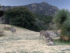 Odocoileus virginianus carminis