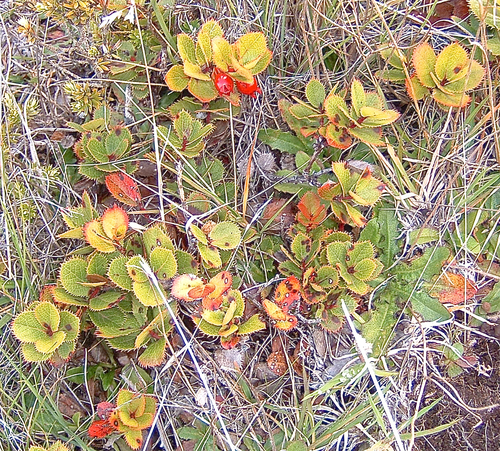 Vaccinium dentatum observed 2005-11-07