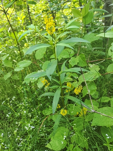 leafy hybrid swamp candles (Lysimachia ×)