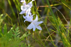 Calopogon tuberosus tuberosus