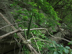 Trichocentrum brachyphyllum