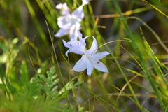 Calopogon tuberosus tuberosus