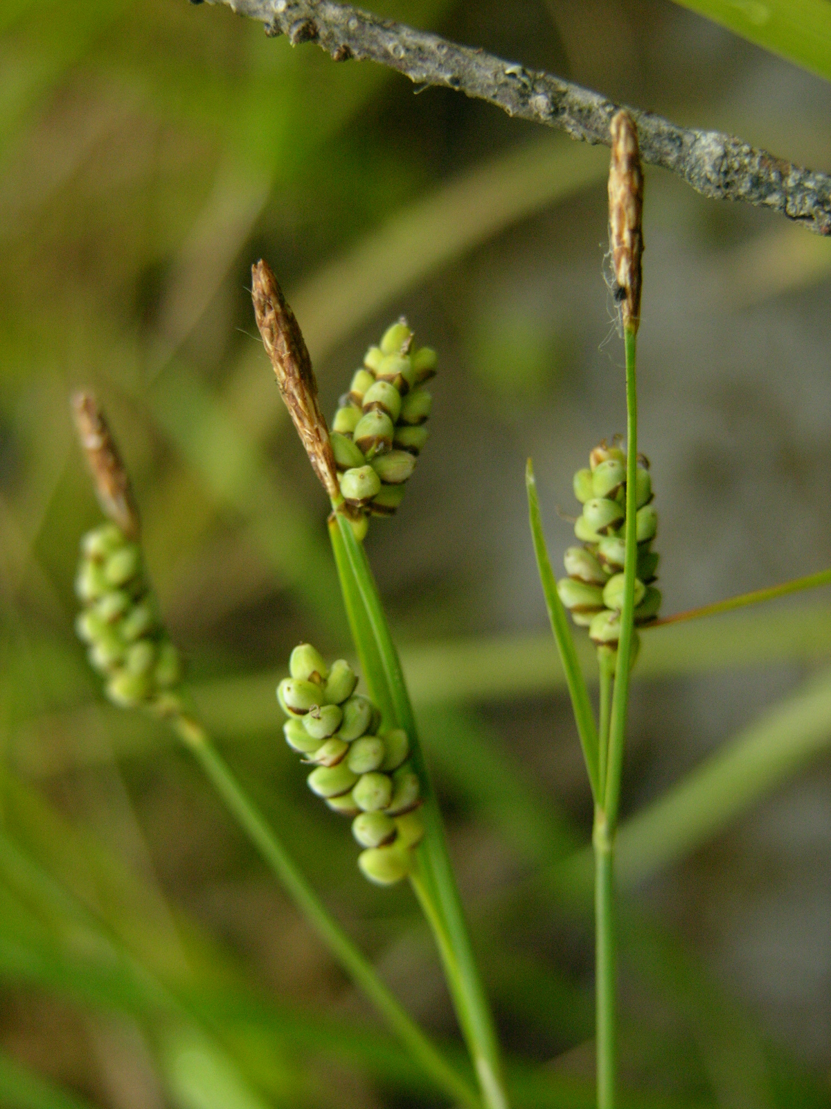 Carex hassei
