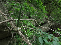 Trichocentrum brachyphyllum