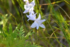 Calopogon tuberosus tuberosus