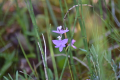 Calopogon tuberosus tuberosus