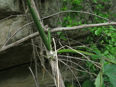 Trichocentrum brachyphyllum