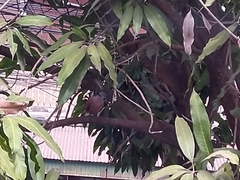 Streptopelia tranquebarica