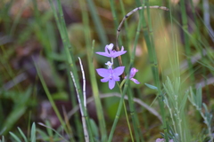 Calopogon tuberosus tuberosus