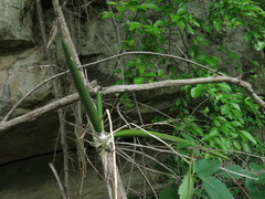 Trichocentrum brachyphyllum