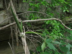 Trichocentrum brachyphyllum