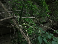 Trichocentrum brachyphyllum