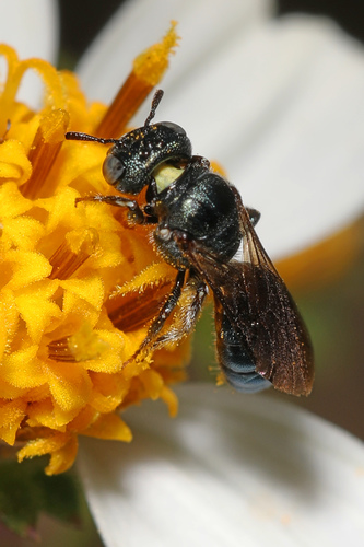 Foto von Ceratina floridana