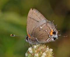 Electrostrymon angelia