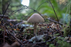 Psathyrella longistriata