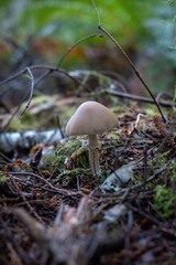 Psathyrella longistriata