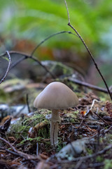 Psathyrella longistriata