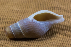 Ophiodermella inermis