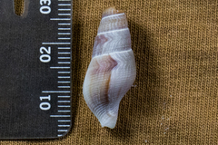 Ophiodermella inermis