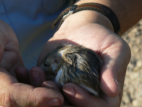 Merriam's Kangaroo Rat