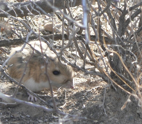 Merriam's Kangaroo Rat