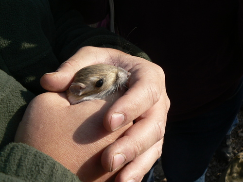 Merriam's Kangaroo Rat