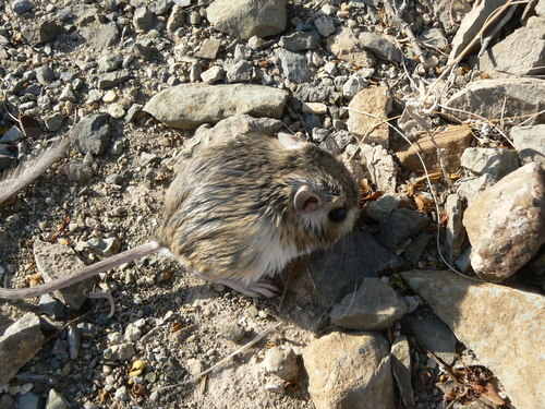 Merriam's Kangaroo Rat