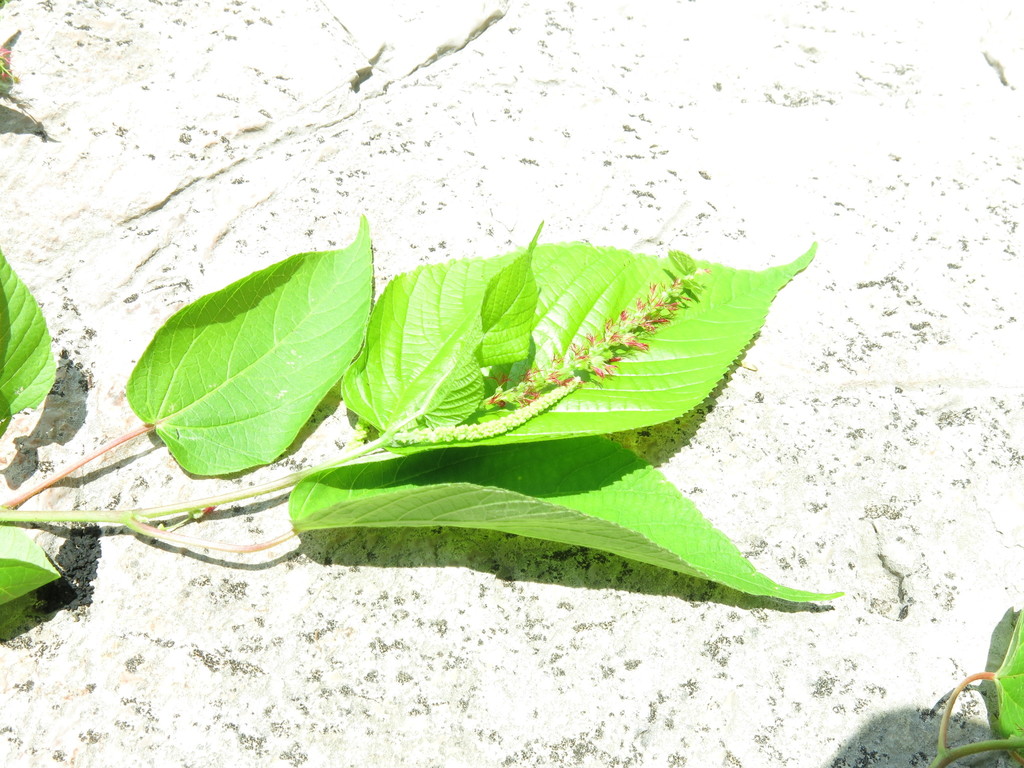 Acalypha chiapensis Brandegee 3