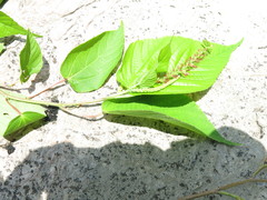 Acalypha chiapensis