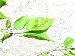 Acalypha chiapensis