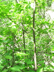 Acalypha chiapensis