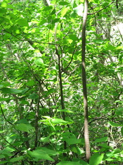 Acalypha chiapensis