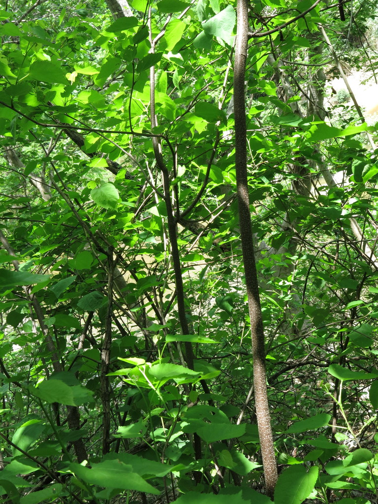 Acalypha chiapensis Brandegee 4