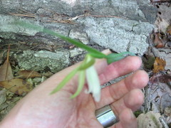 Cleistesiopsis bifaria