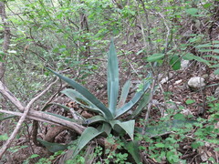 Agave kewensis