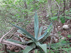 Agave kewensis