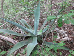 Agave kewensis