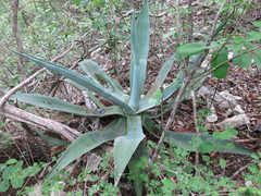 Agave kewensis