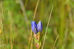 Gentiana rubricaulis