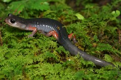 Red-Legged Salamander photo 2