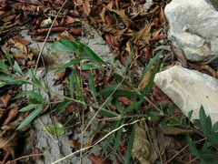 Bonellia macrocarpa macrocarpa