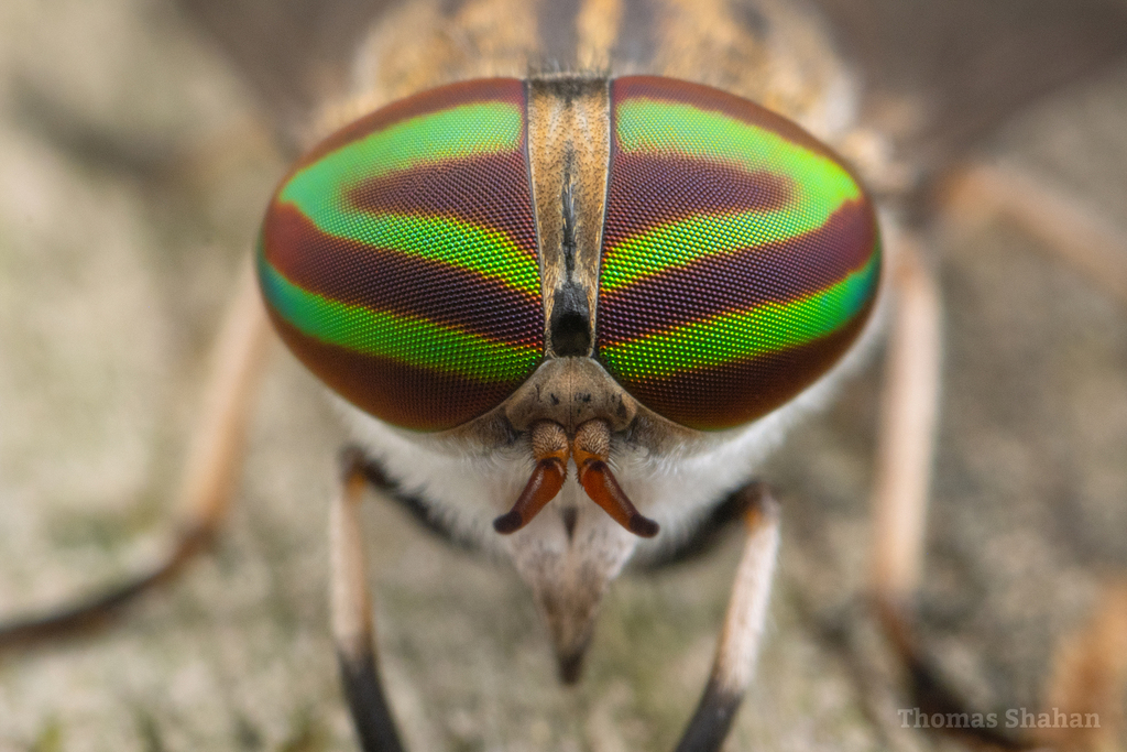 Tabanus lineola