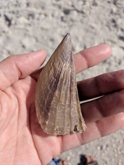 Pinnidae