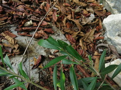 Bonellia macrocarpa macrocarpa