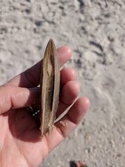 Pinnidae