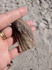 Pinnidae