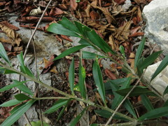 Bonellia macrocarpa macrocarpa