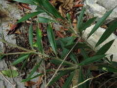 Bonellia macrocarpa macrocarpa